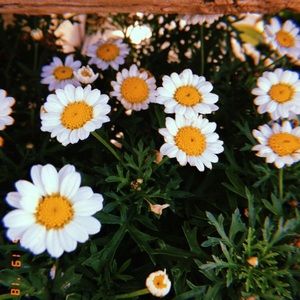 Meet your Posher, Eba